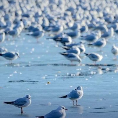 Tourists and Seagulls Flock To This Sandbar Located In Central Thailand